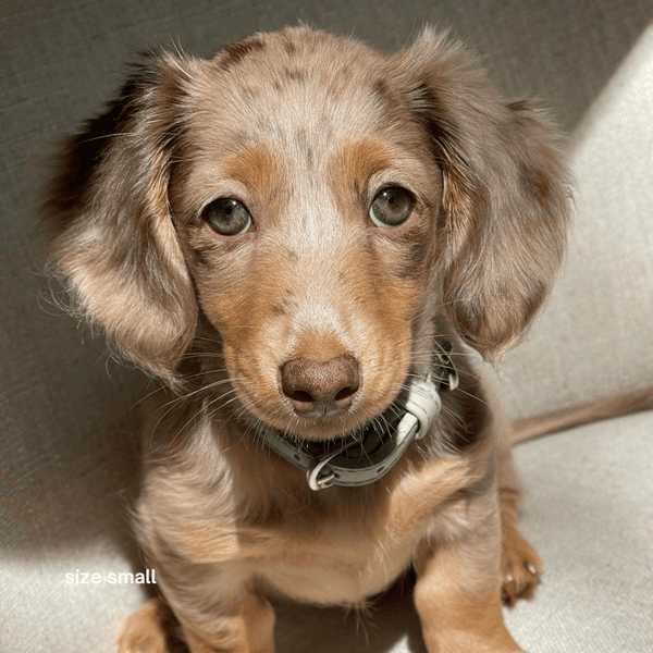 small sage collar on dachshund puppy