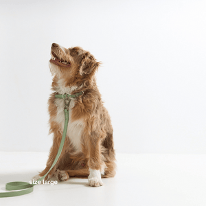 sage green collar and lead on dog in studio