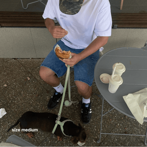 a doxie drinks a pup cup in the sage green harness