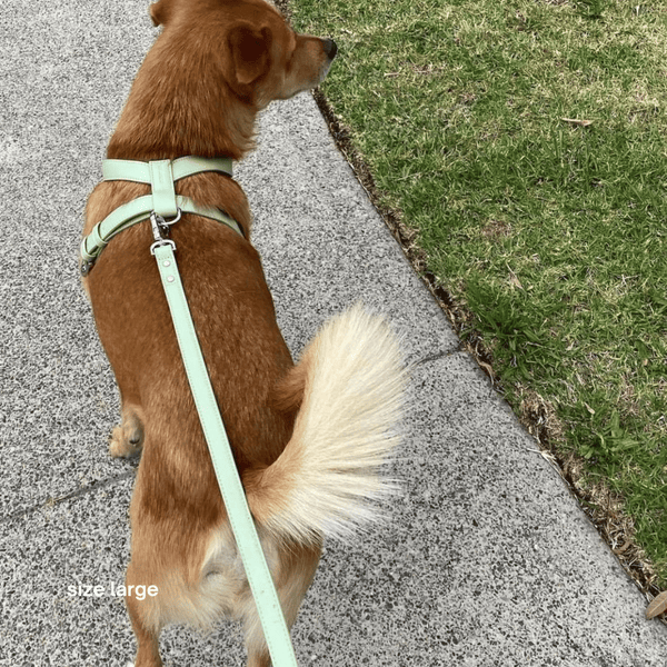 a large dog wears the large sage harness on a walk 