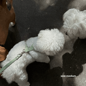 maltese kisses other dog in sage