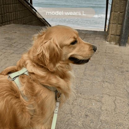 A golden retriever wears the large harness in sage