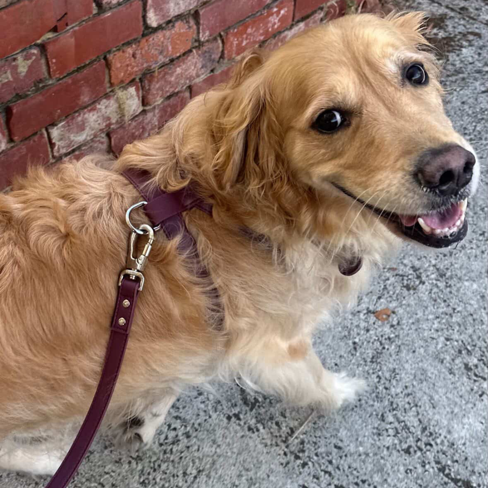 Burgundy leather dog harness on a white background