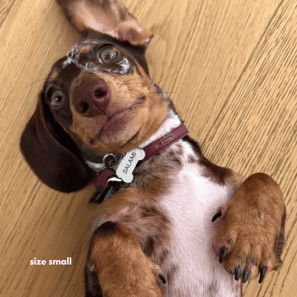 dachshund in size small burgundy collar