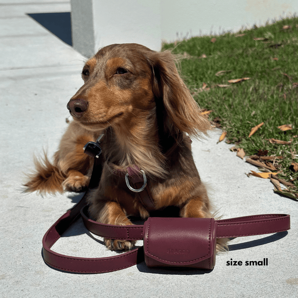 A dachshund wearing a burgundy leather dog harness and matching leash with a front pouch, sitting on a concrete patio next to grass. The text 'size small' is visible in the bottom right corner.