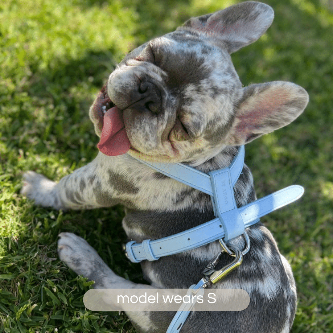 cheeky french bulldog dappled puppy wears the ST ARGO small soft blue vegan leather dog harness at the dog park