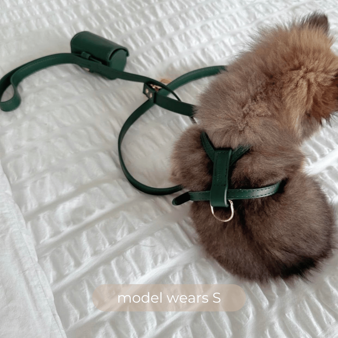 A Pomeranian wears the size small harness walk set