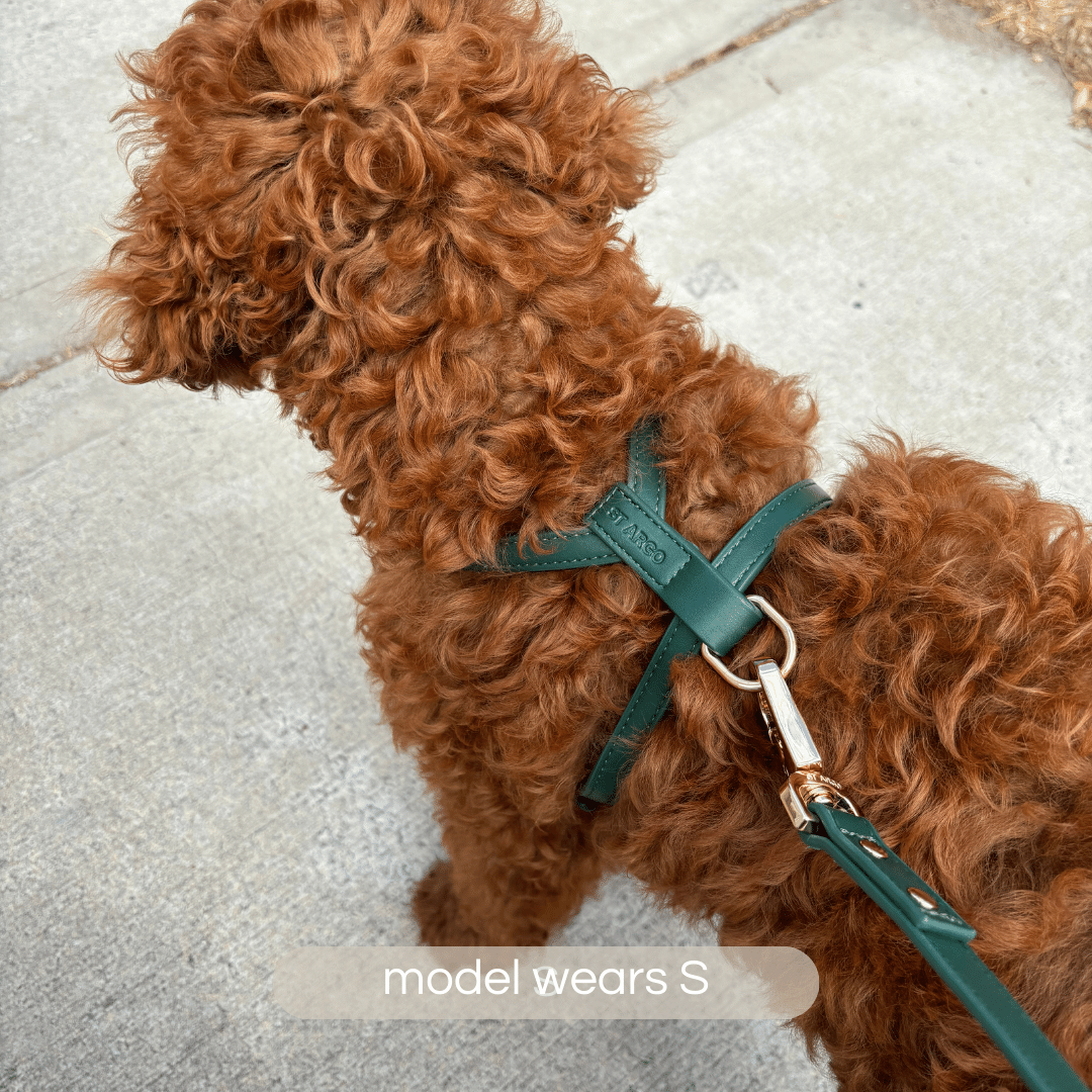 ruby poodle in small green harness