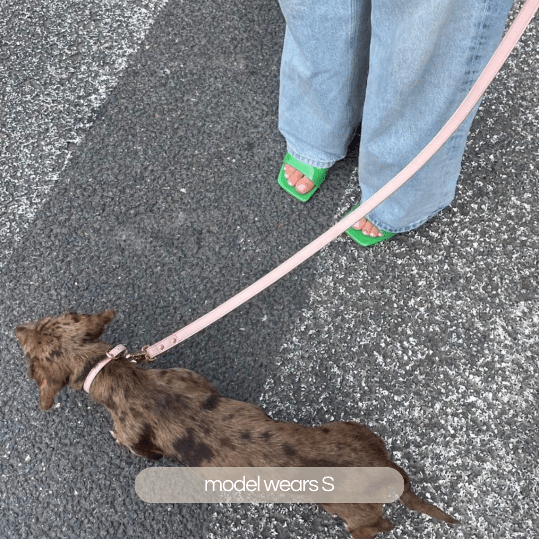 dachshund wears small pale pink collar walk set