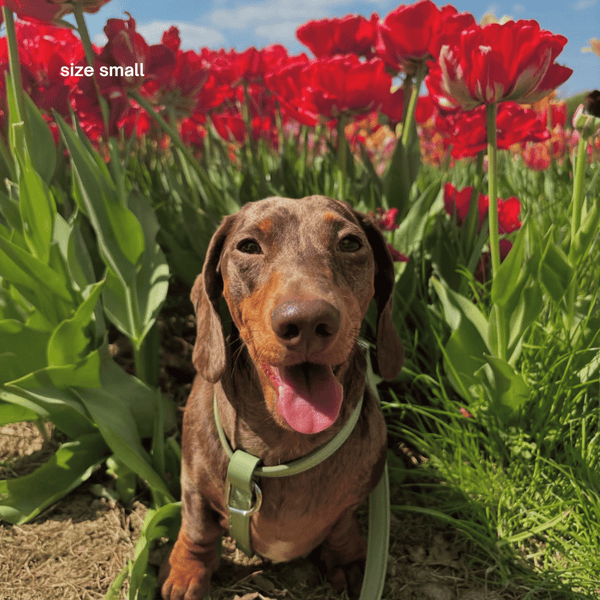 the sage harness on a dachshund, size small