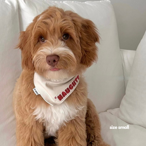 Cavoodle in size small