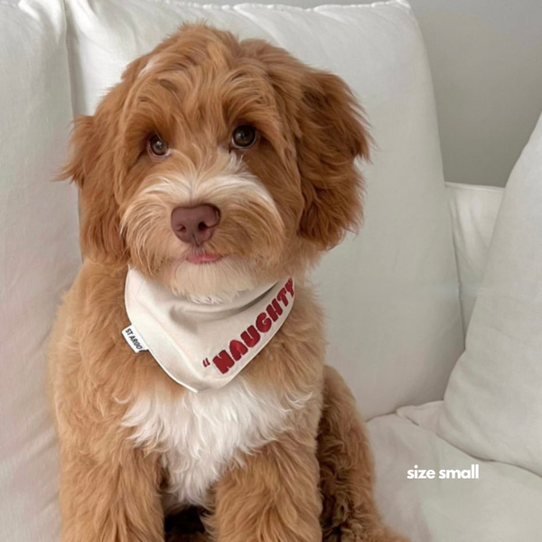 Cavoodle in size small