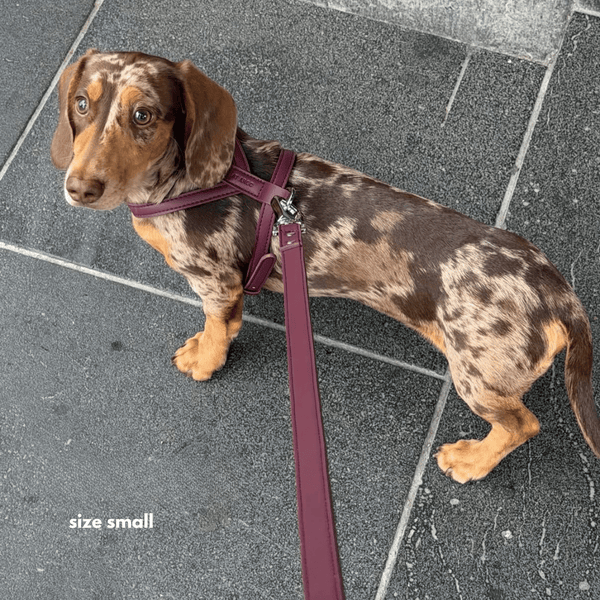 small harness on adolescent dachshund