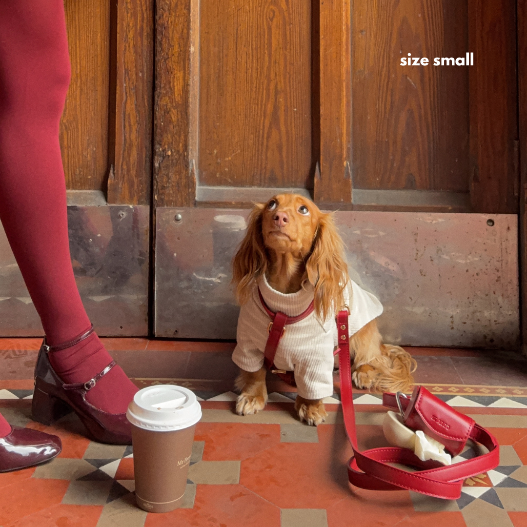 a miniature dachshund in the ruby red harness walk set in small with a cream sweater underneath