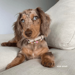 a dappled doxie wear the small