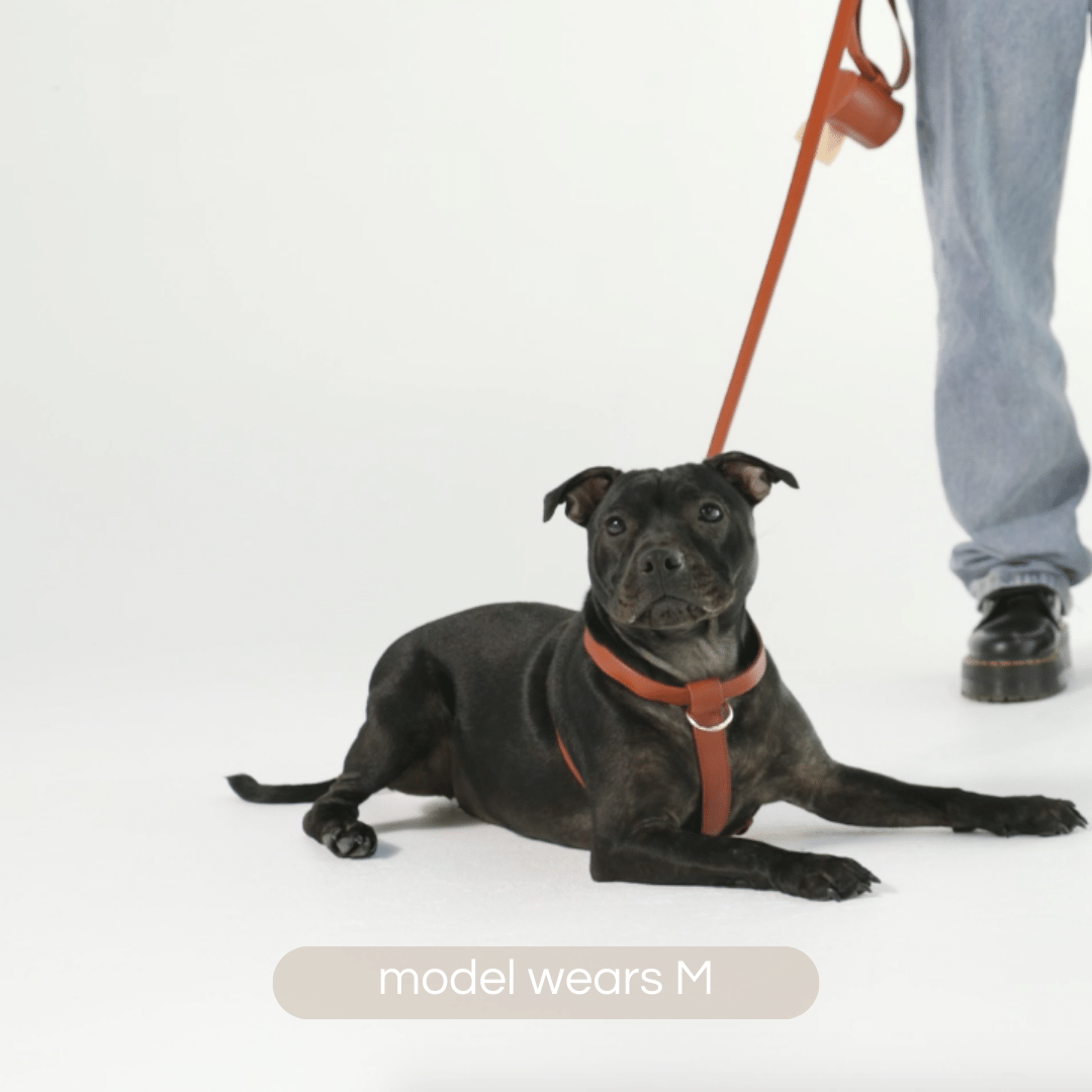 ruby red harness on staffy