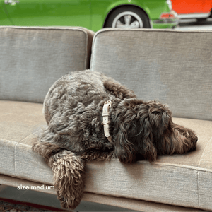 the taupe collar on a dog resting