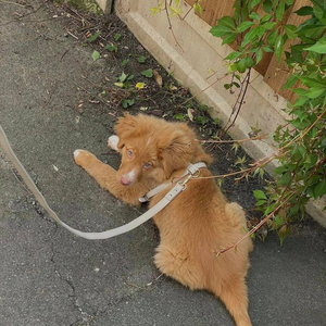 the lead and harness in taupe on a Toller dog