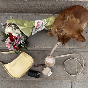 a dachshund wears the taupe leash