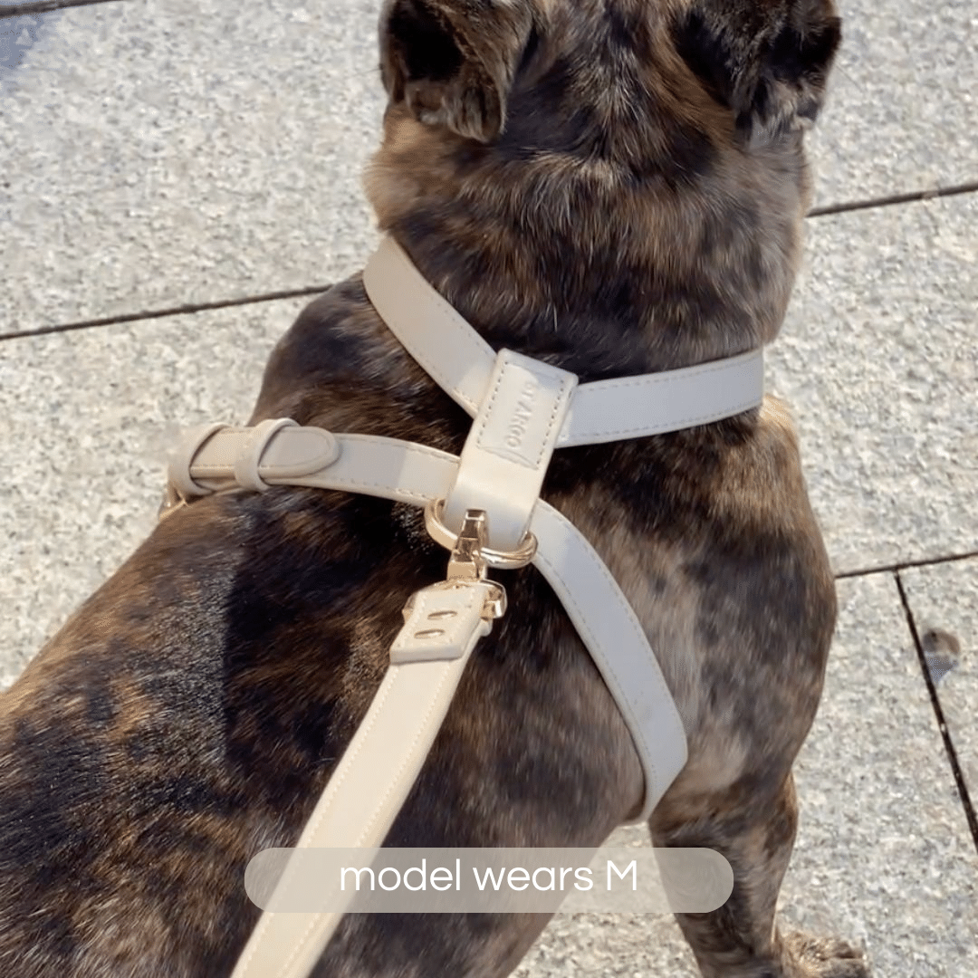 french bulldog in medium taupe harness