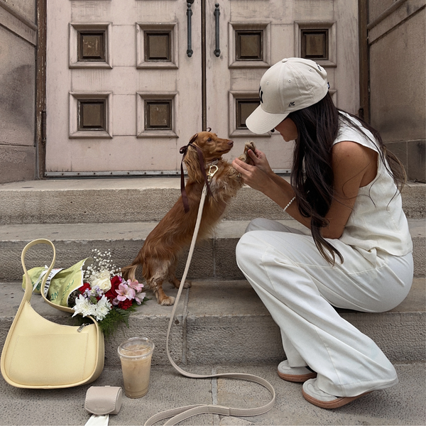 dachshund wears the leash