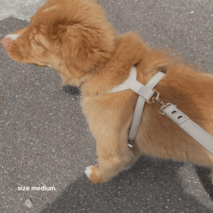 a Toller dog in the taupe harness size M