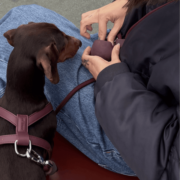 feeding treats to brown dachshund on a bench.