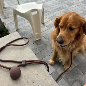 the brown treat pouch with golden retriever