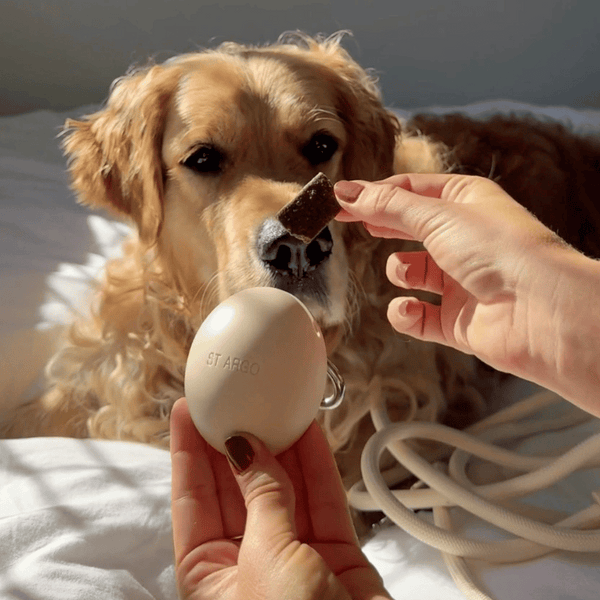 golden retriever with cream pouch and treat