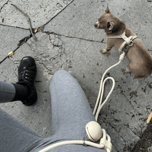 chihuahua wears xs harness and lead with treat pouch