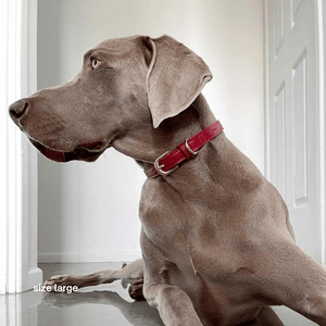 Weimaraner wears the large ruby red collar