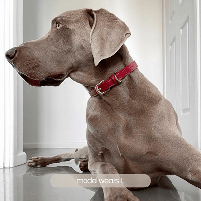 large breed weimeraner dog wears the ST ARGO ruby red collar in size Large with gold hardware