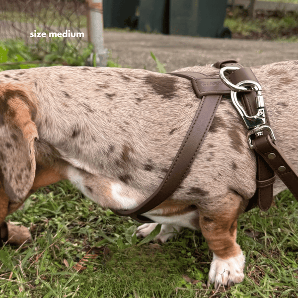 HARNESS - Cocoa
