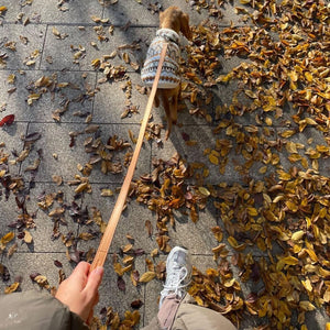 cocker spaniel puppy goes for a walk in autumn leaves in the peach ST ARGO vegan leather dog lead