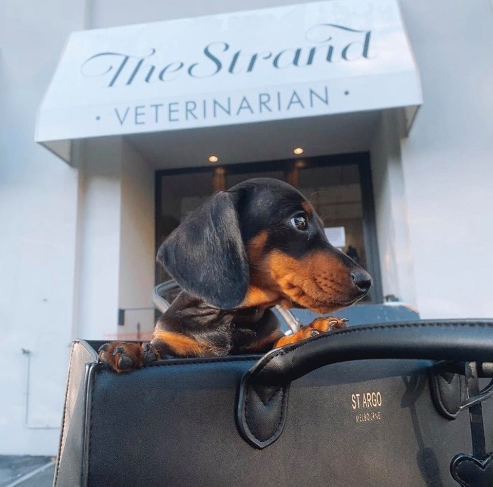 Black LOLA designer dog carrier in vegan leather with dachshund