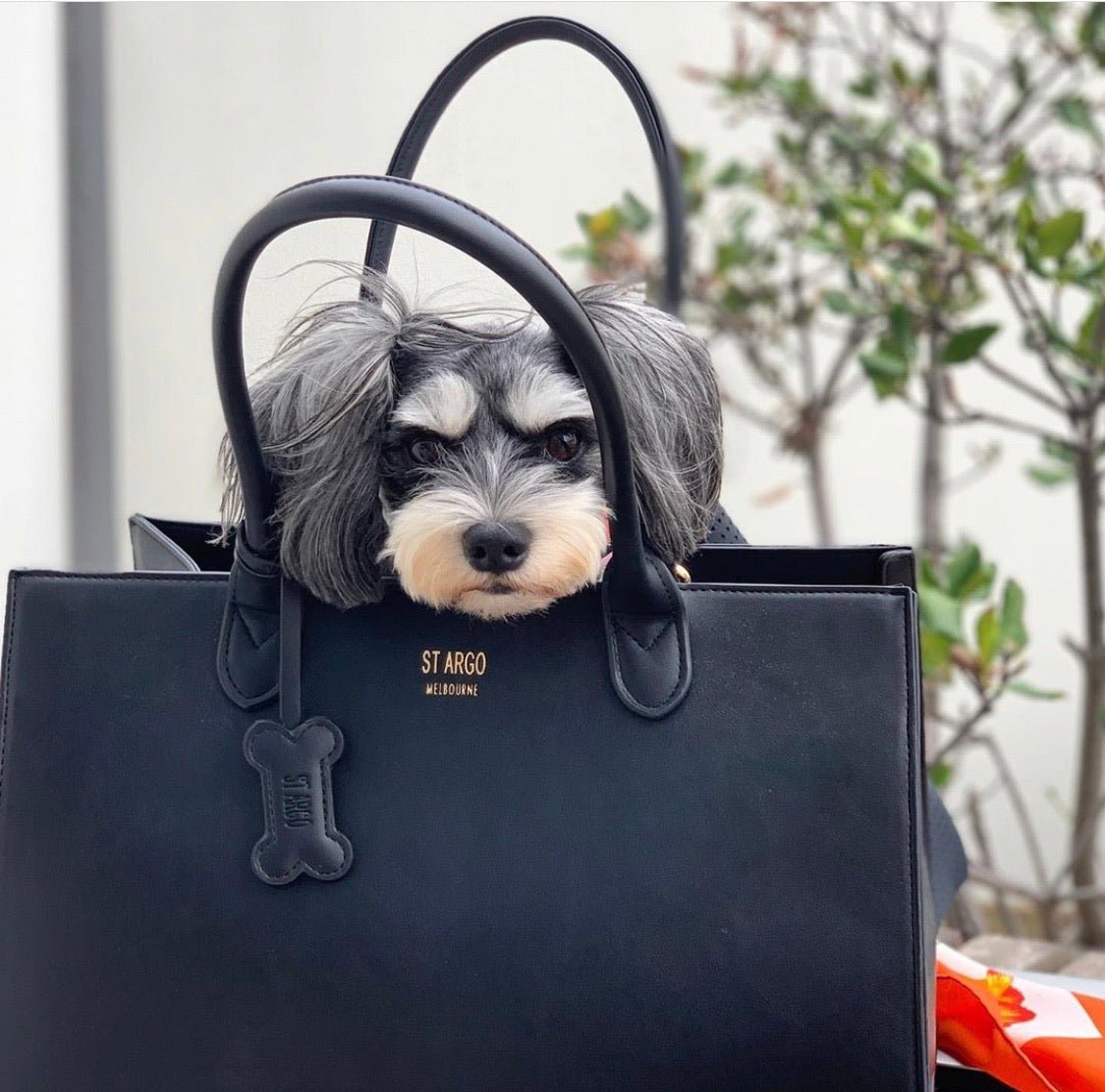 Black LOLA designer dog carrier in vegan leather with schnauzer