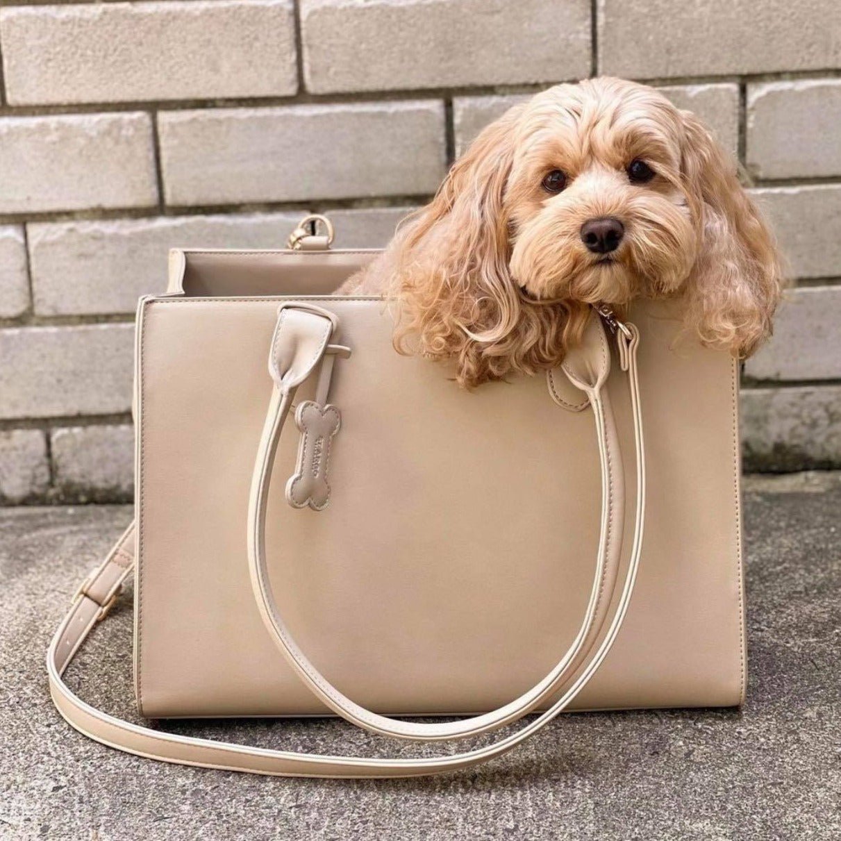 Beige LOLA dog carrier in vegan leather. With a cavapoo