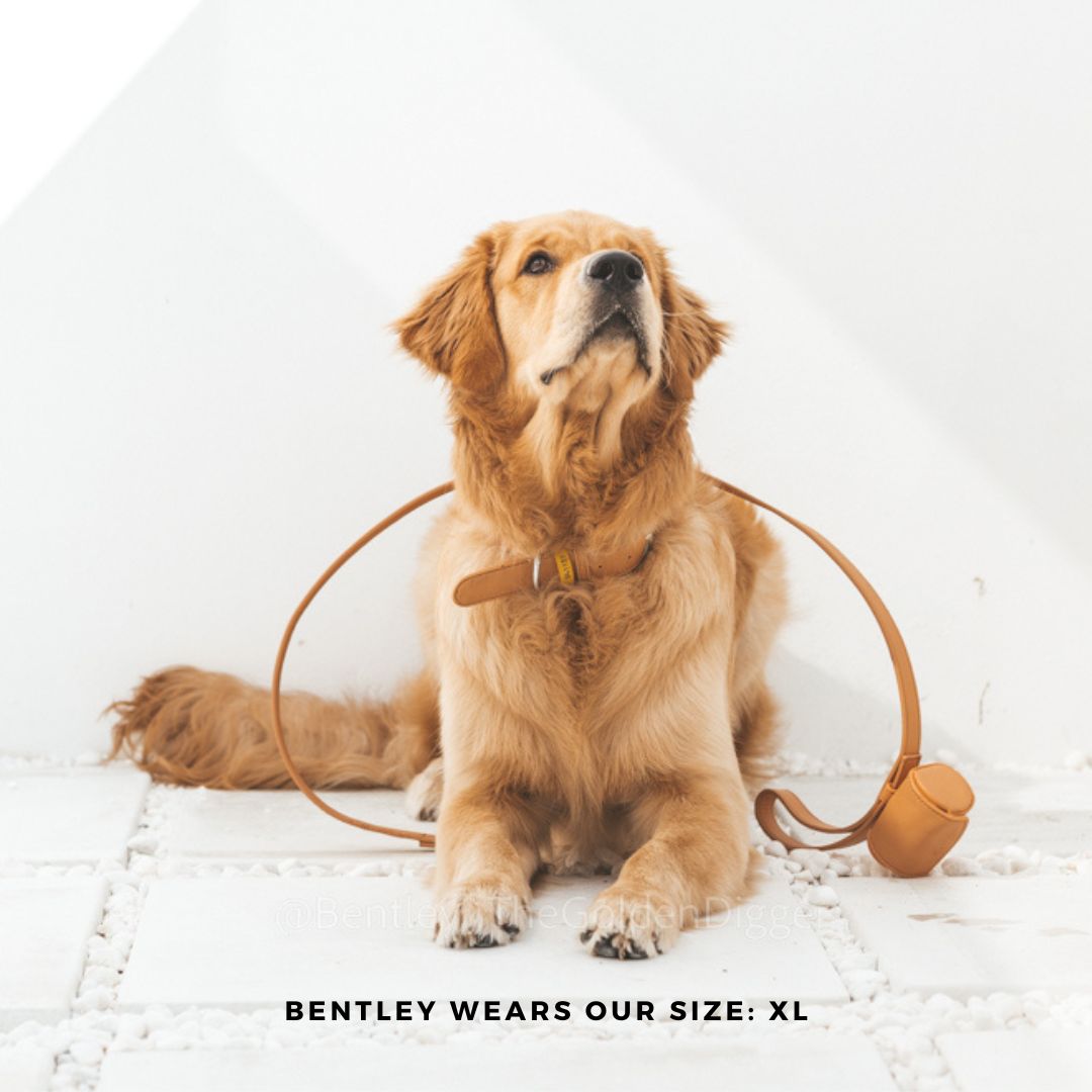 golden retriever wears the ST ARGO peach vegan leather dog collar walk set in size extra large.
