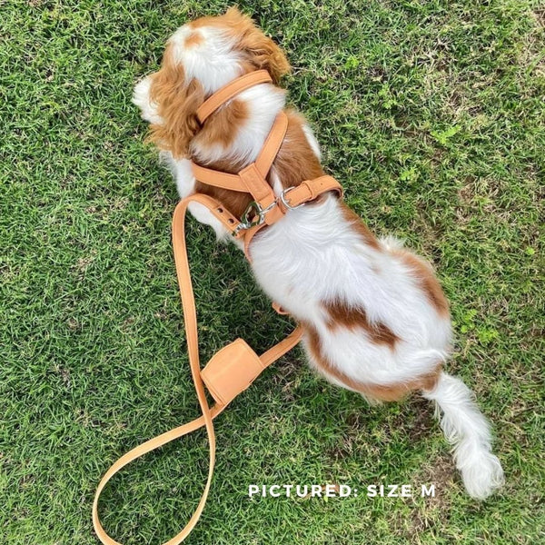 Cavalier King Charles Spaniel in Peach Vegan Leather Harness. Size medium