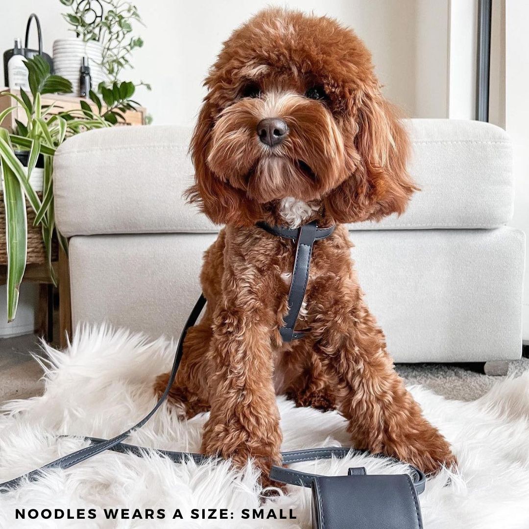 Cavoodle wears the ST ARGO navy vegan leather harness walk set in size small.