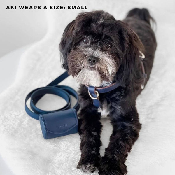 Cavapoo wears the ST ARGO navy harness walk set in size small