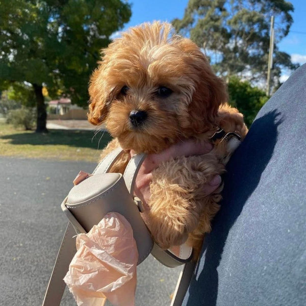 The best waste bag dispenser for your dog