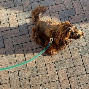 Chocolate Cocker Spaniel wears the ST ARGO Vegan Leather Bottle Green Designer Dog Lead Leash
