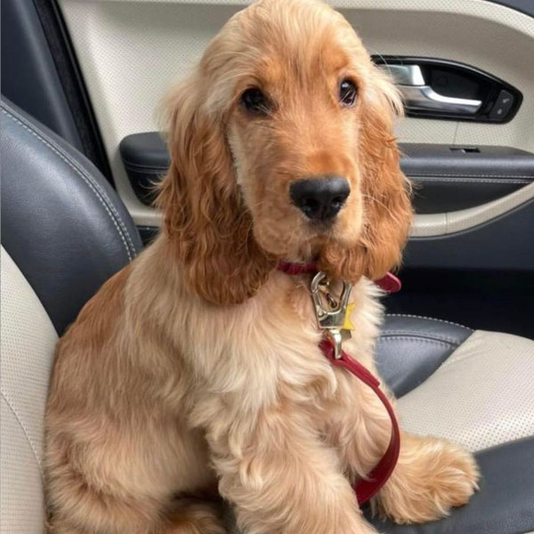 Ruby red vegan leather dog lead with gold hardware on cute puppy