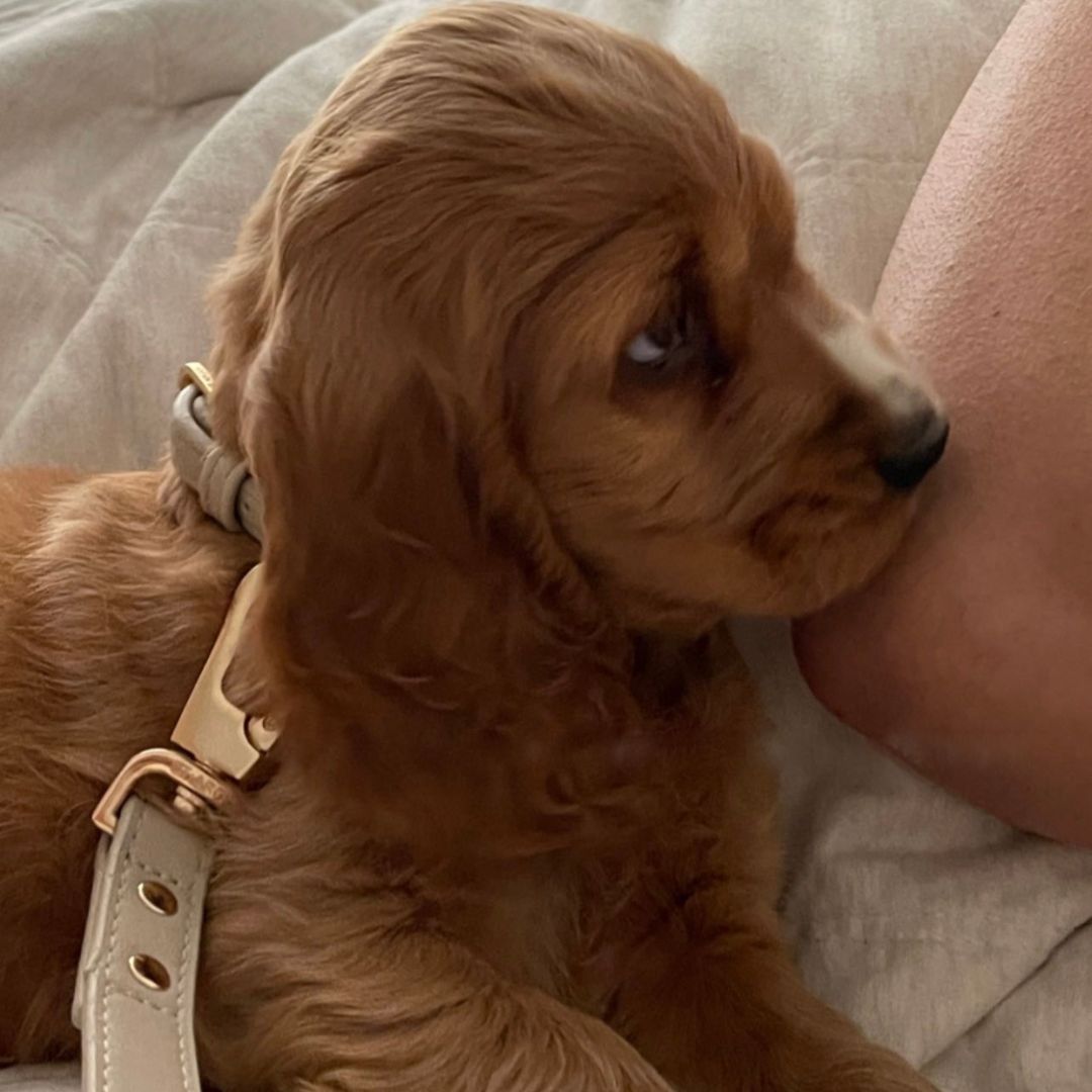 cocker spaniel puppy wears the ST ARGO taupe dog lead and matching dog collar
