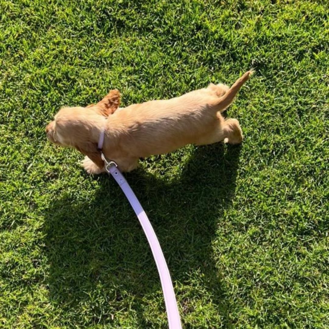 small cocker spaniel puppy runs on grass in the lilac ST ARGO vegan leather dog leash