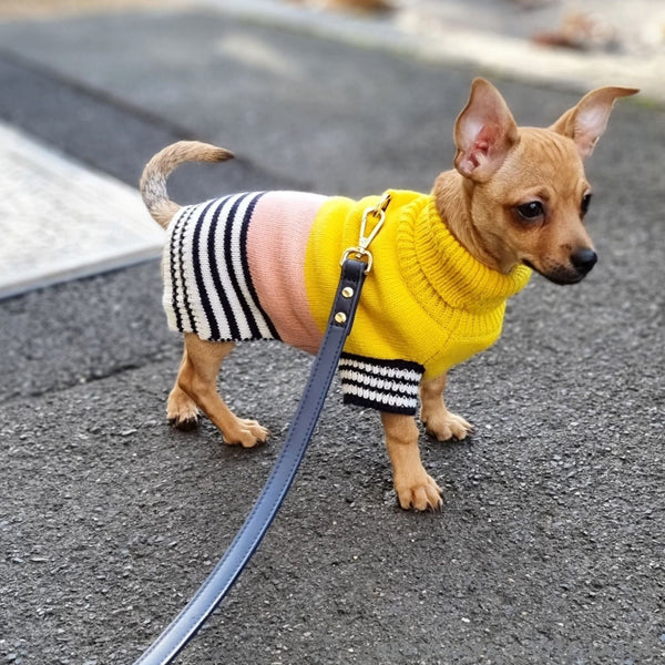 Navy blue dog lead by St Argo with gold hardware on chihuahua