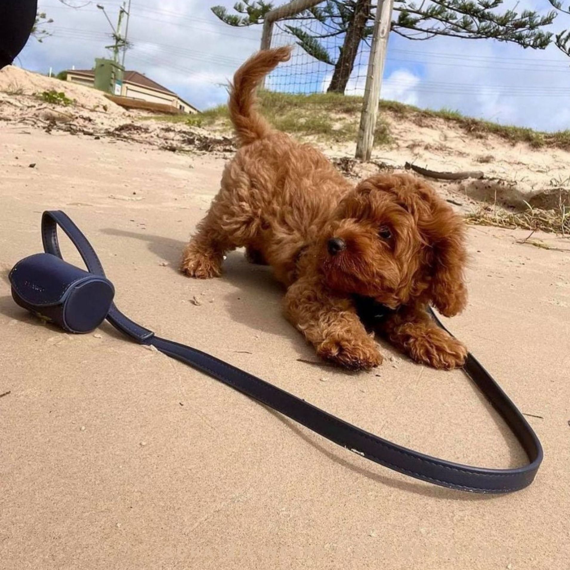 navy blue poop bag holder on dog lead with cavoodle puppy