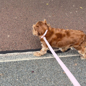 cavalier king charles spaniel wears the ST ARGO pale pink vegan leather dog lead