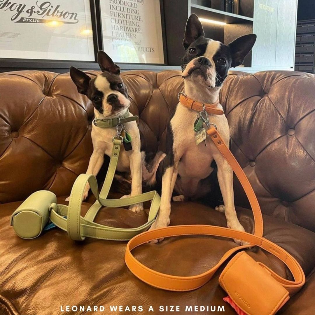 Boston Terrier in ST ARGO pastel Peach dog Collar Walk Set size Medium with poop bag holder and leash